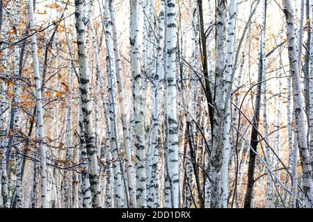 Birch forest in autumn background Stock Photo