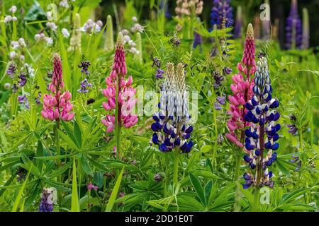 Closeup of garden lupines (lupinus polyphyllus) found alongside a road leading the Grimsel Pass in Switzerland. They are classed as invasive species. Stock Photo