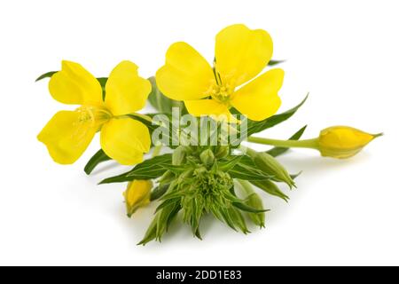 Common evening primrose flowers isolated on white Stock Photo