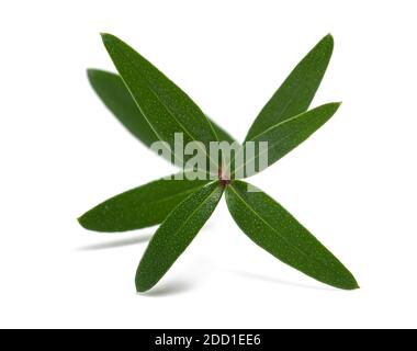 myrtle  branch isolated  on white background Stock Photo