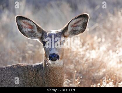 A large mule deer doe feeding on wild browse and shrubs in a rural setting in central Oregon near the Cascade Mountains. Stock Photo