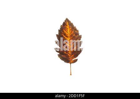 autumn leaf on a white background, top view. Stock Photo