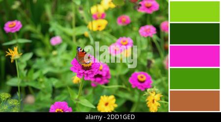 Color matching palette of colorful vibrant flowers with butterfly, natural summer background Stock Photo