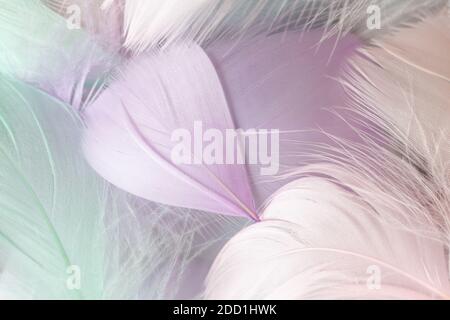 Background of beautiful feathers in pastel delicate colors. Soft selective focus, blurred, with room for text. Macro, close-up. For blog, book, websit Stock Photo