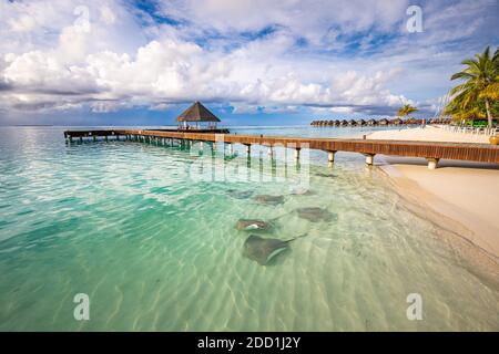 Fantastic beach landscape with sting rays and sharks in green blue lagoon in luxury island resort hotel, Maldives beach wildlife. Tropical paradise Stock Photo