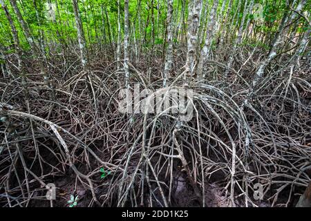 Mangrove forest near El Nido, Palawan island in Philippines Stock Photo