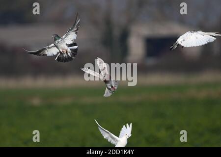 Best forever friends pigeons and doves Stock Photo