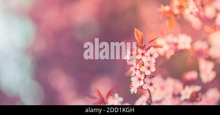 Horizontal banner with sakura flowers pink color on sunny backdrop. Beautiful nature spring background a branch of blooming sakura. Soft spring floral Stock Photo