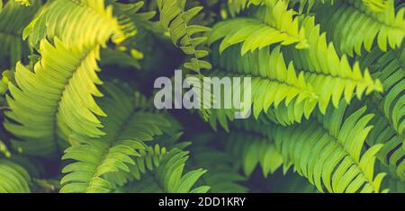 Fern leaves. Green fern plants in nature landscape. Fern plants in forest. Fresh green tropical foliage. Rainforest jungle landscape. Green plants Stock Photo