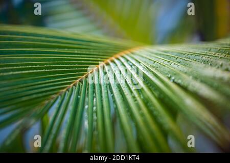 Palm branches, rays of the sun through palm leaves with rain drops. Soft focus. Jungle nature. Close-up of a saturated green palm leaf Stock Photo