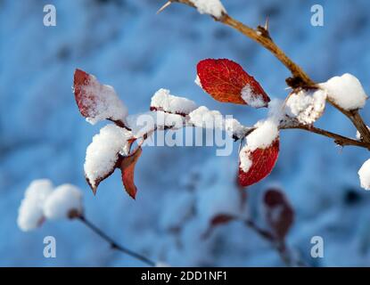 Winter leaves close-up with the snow.  Red leaf of barberry covered with snow.  First snow, blue background. Stock Photo