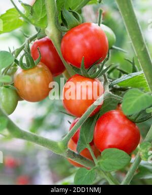 Tomatoes growing in a greenhouse. Fresh tomatoes plants. Ripe organic tomato in garden. Stock Photo