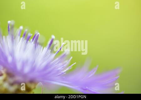 Beautiful flower in macro closeup. Soft pastel green nature background with purple Stock Photo