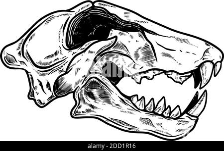 Illustration of skull of tiger in vintage monochrome style. Design element for logo, emblem, sign, poster, card, banner. Vector illustration Stock Vector