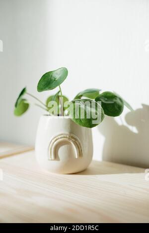 Pilea Peperomioides known as the Pilea or Chinese money plant in a ceramic flowerpot with rainbow on a chest of drawers white texture wall background. Stock Photo