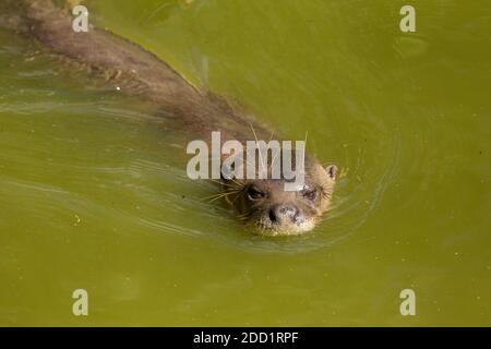 A Giant Otter or Giant River Otter swimming in Suriname. Stock Photo