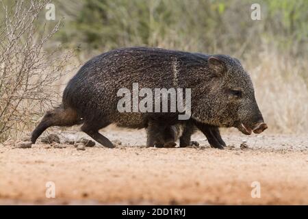 Collared Peccary or Javelina is widespread through the Southwestern United States and Central and South America.  It is not a member of the pig family Stock Photo