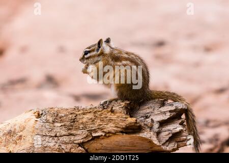 A Hopi Chipmunk, Neotamias rufus, in Dead Horse Point State Park near Moab, Utah. Stock Photo