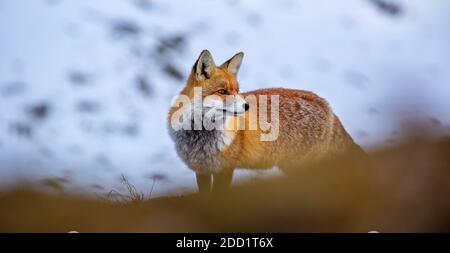 A fox at the Großglockner-Hochalpenstraßein Austria  on a sunny day after a big snow fall Stock Photo