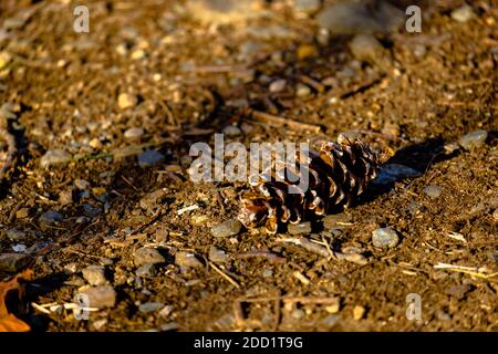 A pine cone, fallen from a tree in autumn, lies on the ground among twigs, stones and dirt. Stock Photo