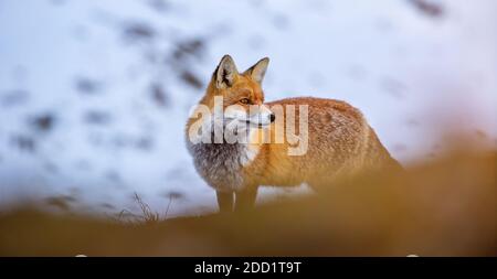 A fox at the Großglockner-Hochalpenstraßein Austria  on a sunny day after a big snow fall Stock Photo