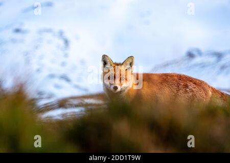 A fox at the Großglockner-Hochalpenstraßein Austria  on a sunny day after a big snow fall Stock Photo