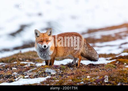 A fox at the Großglockner-Hochalpenstraßein Austria  on a sunny day after a big snow fall Stock Photo