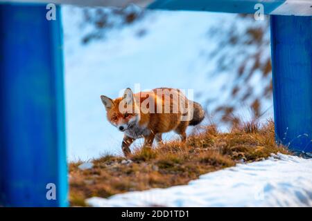 A fox at the Großglockner-Hochalpenstraßein Austria  on a sunny day after a big snow fall Stock Photo