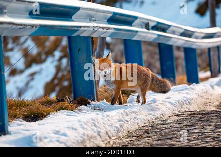 A fox at the Großglockner-Hochalpenstraßein Austria  on a sunny day after a big snow fall Stock Photo