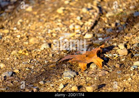 A fallen, dried and damaged leaf lies on the ground among stones and dirt. Stock Photo