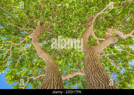 The sun shining through a majestic green tree branches and leaves, with clear blue sky in the background. Amazing nature view, relaxing peaceful view Stock Photo