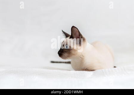 The Thai cat lies on a white background and looks sideways. Stock Photo