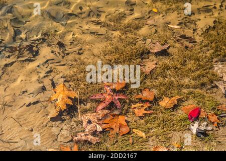 Fallen autumn leaves underwater in the lake with some submerged on the bottom covered with sand and other leaves freshly fallen on the surface of the Stock Photo