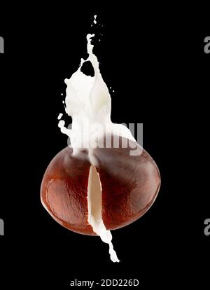 coconuts with milk splash on a black background. Stock Photo