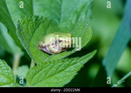Vadnais Heights, Minnesota. John H. Allison forest. Cope's Gray Treefrog, Hyla chrysoscelis resting on a leaf. Stock Photo