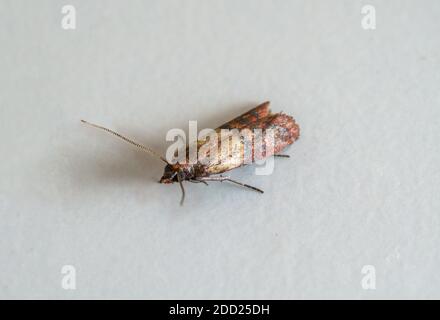 Close-up view on indian-meal moth on white background. Stock Photo