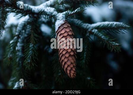 spruce branches and pine cone under snow in winter forest Stock Photo