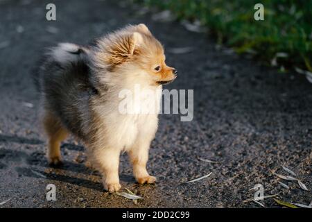 Cute pomeranian spitz stands on the track against a blurred background. Stock Photo