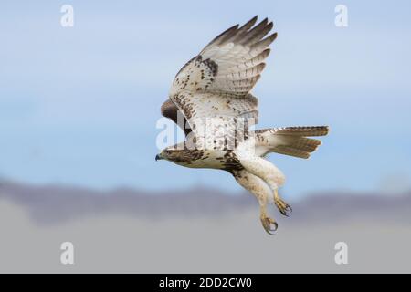 red-tailed hawk (Buteo jamaicensis)