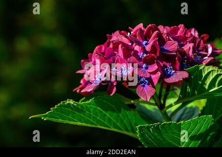 Dark pink flowers of a Hydrangea bush blooming on a sunny day in a garden Stock Photo