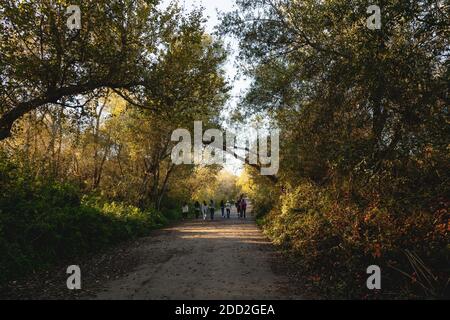 Oso Flaco Lake, California/USA-November 19, 2020  Road leading to distant through tree woods and silhouette of walking people. Forest trekking trail, Stock Photo