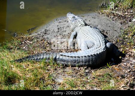 An alligator on sand and dried leaves beside the water at the World Birding Center on South Padre Island, Texas, U.S.A.. Stock Photo