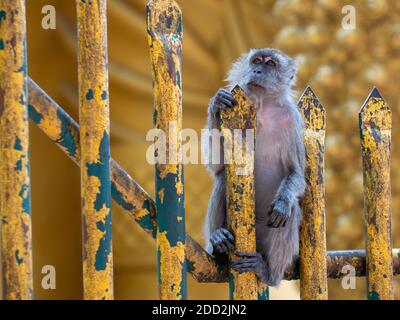 A Long-Tailed Macaque ponders on a golden temple fence in Malaysia Stock Photo