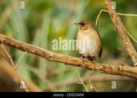 A Rufous Hornero (Furnarius rufus) perched on a fence post, against a blurred background, Buenos Aires, Arg. Stock Photo