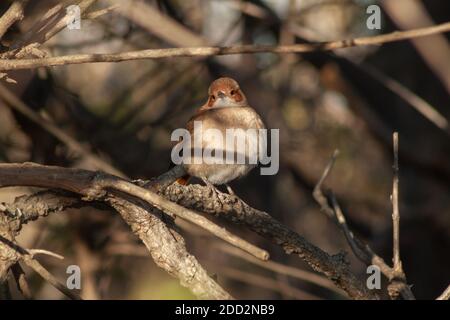 A Rufous Hornero (Furnarius rufus) perched on a fence post, against a blurred background, Buenos Aires, Arg. Stock Photo
