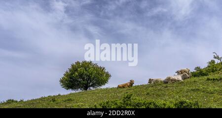 The western mountains, henan cattle on the alpine meadow Stock Photo