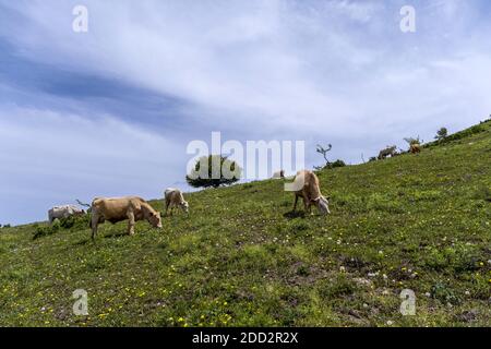 The western mountains, henan cattle on the alpine meadow Stock Photo