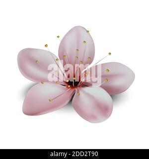 3d realistic vector icon illustration of japanese sakura flower. Isolated on white background. Stock Vector