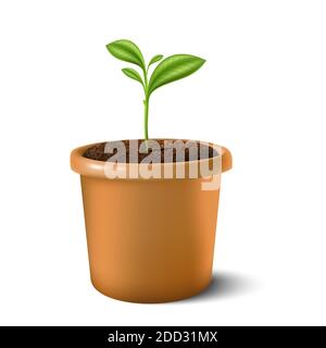 3d realistic vector icon illustration of small plant in the clay pot. Isolated on white background. Stock Vector