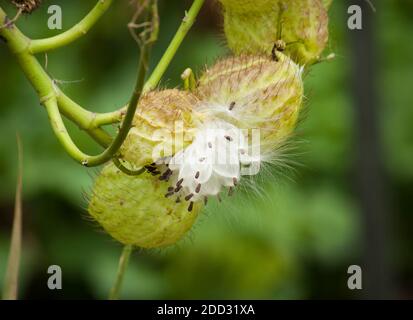 Swan plant seeds emerging from pod Stock Photo